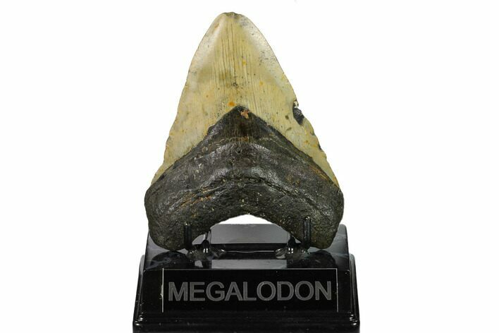Fossil Megalodon Tooth - North Carolina #146848